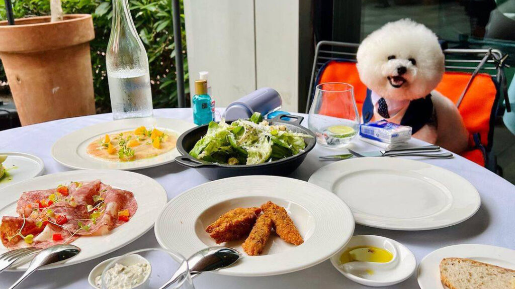 A white dog sitting at a restaurant table.