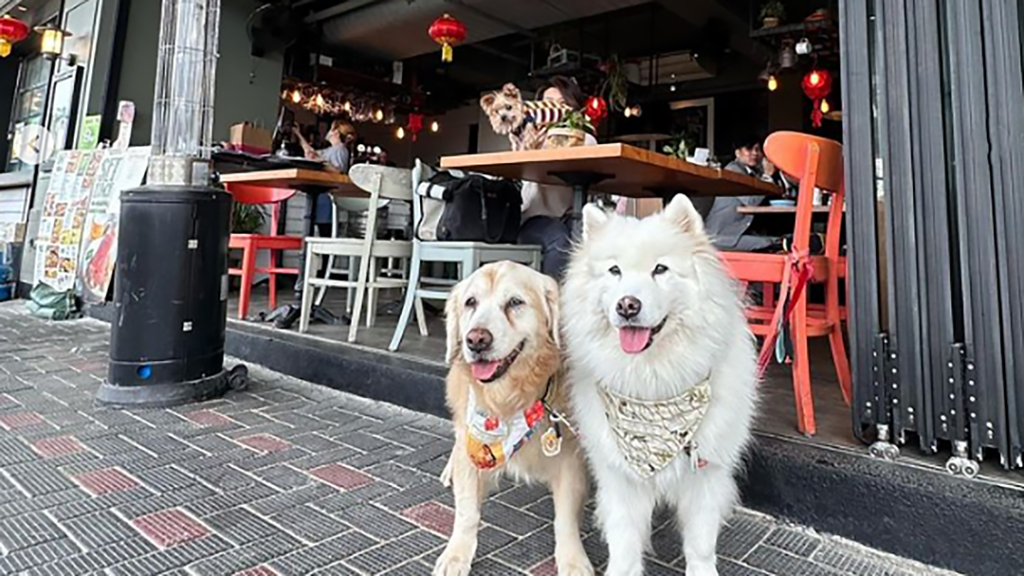 Two dogs outside the doors to a restaurant