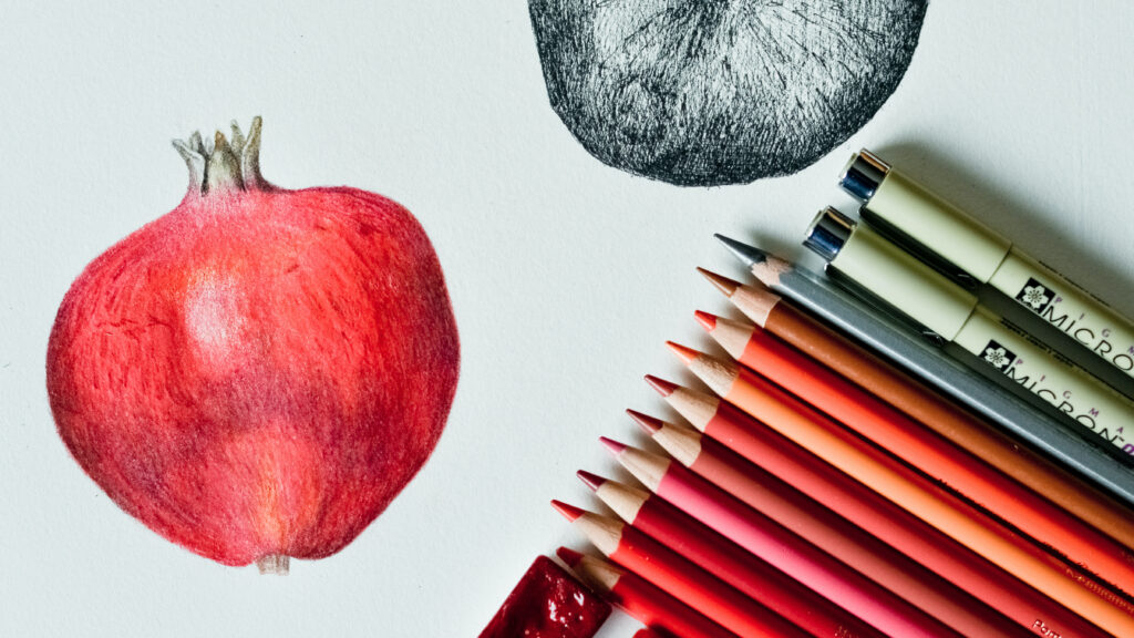 A coloured pencil drawing of a pomegranate with the pencils lined up neatly to the side on the paper.